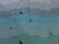 SeaOfTranquility
