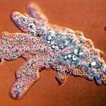 CarriePorterfield_ElegantAmoeba